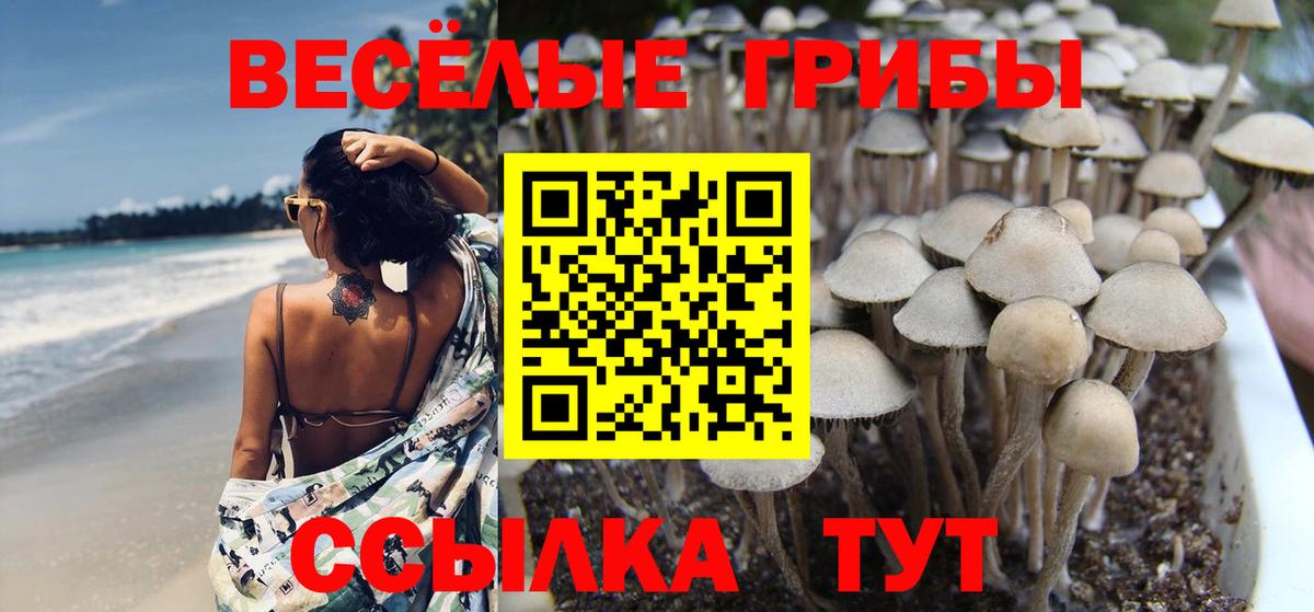купить наркотик  Вход с VPN  Кириши  Галлюциногенные грибы Cubensis 